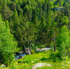 mountain landscape with trees, grasses and creek