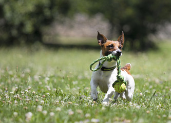 Jack Russell gioca