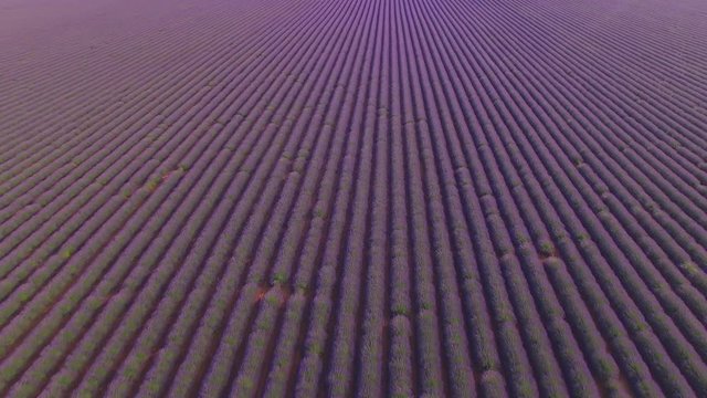 AERIAL: Huge field of beautiful violet lavender in France