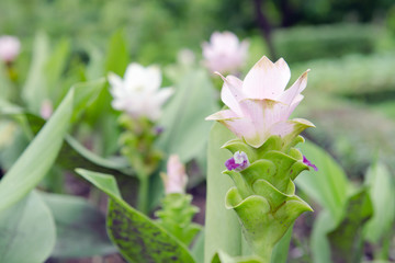 Siam Tulip flowers in the garden