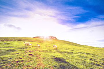 Landscape scenery of green hill farmland valley with sheep