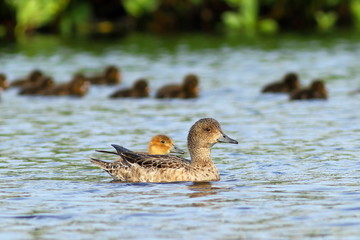 The female Wigeon swims with a brood of ducklings in Siberia