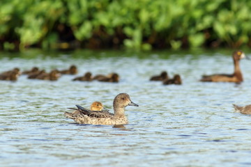The female Wigeon closeup