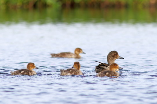 The female Wigeon swims with a brood of ducklings on the Yamal P