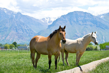 Two Utah horses in the nature