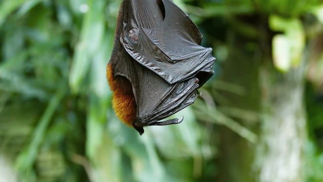Sleepy fruit bat peeks out from his winged blanket as he hangs upside down. UltraHD 4k footage