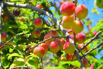 Obraz premium cherry-plums on the plum tree
