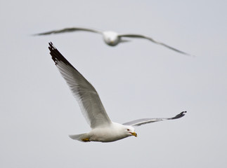 Obraz premium Isolated photo of two gulls flying in the sky