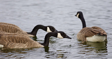 Obraz premium Beautiful photo of three Canada geese swimming