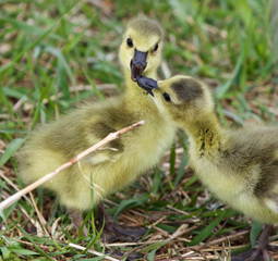 Obraz premium Funny beautiful photo of two young chicks of the Canada geese in love