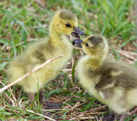 Obraz premium Funny beautiful isolated image with a pair of cute chicks in love