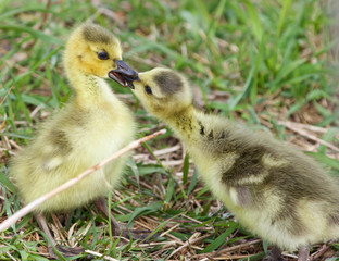 Funny photo of two cute young chicks of the Canada geese in love