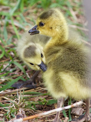 Beautiful isolated picture of the kissing chicks