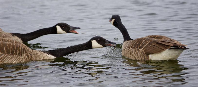 Isolated photo of three angry geese