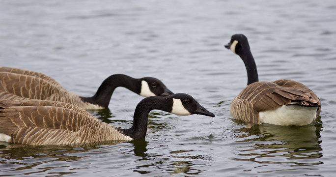 Beautiful photo of three Canada geese swimming