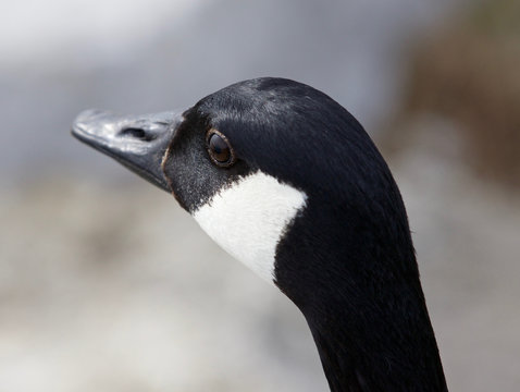 Beautiful portrait of the Canada goose looking somewhere