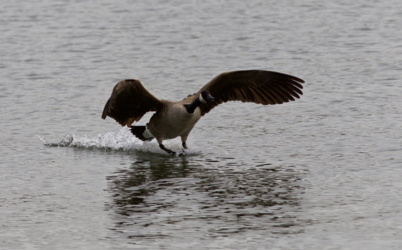 Isolated photo of the landing Canada goose