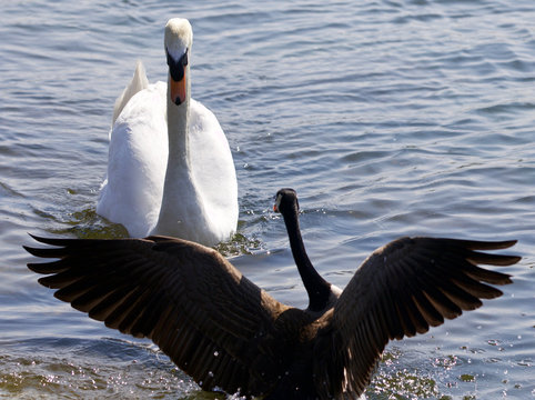 Beautiful isolated photo of the Canada goose defending his family from the swan