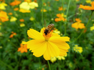 Bee on yellow Cosmos among flower garden and green field in beautiful summer morning - outdoor natural macro