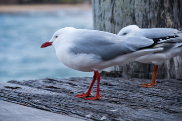 Zwei Silbermöwen im Wind auf einem Holzsteg am Manly Beach von Sydney 