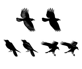 Vector of Crow, Reven, Bird Fly