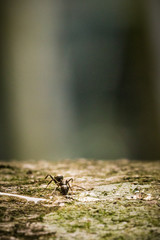 Macro Ant
