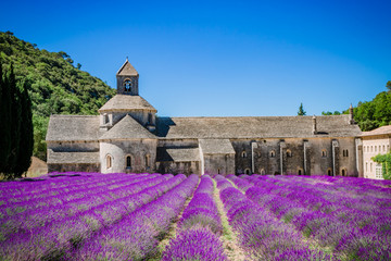 Champs de lavandes devant l'Abbaye Notre-Dame-de-Sénangue 