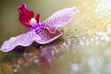 Beautiful purple orchid flower background with copy space