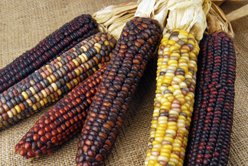 Cob corn Indian  on hessian fabric