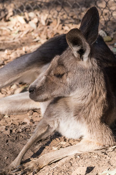 Sitzendes Känguru - ganz entspannt