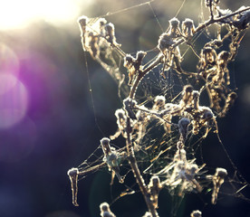 Autumn branches with hoar frost and cobwebs in the rays of risin