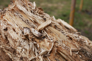 texture mouldering stump