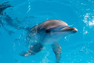 Crédence de cuisine en verre imprimé Dauphin portrait de dauphin en vous regardant en souriant