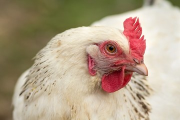 Weißes Haushuhn / white chicken