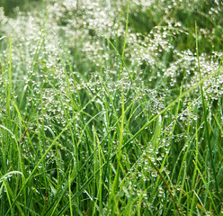 The natural texture of green grass covered with morning dew in the foothills of the Andes   
