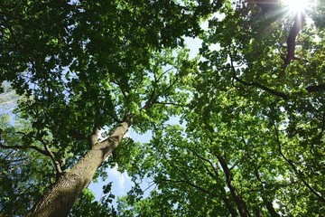 Fototapeta premium View into the treetops with the sun in the frame