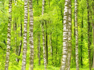 Birkenbäume im zartgrünen Frühlingskleid 