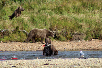 Grizzlybär