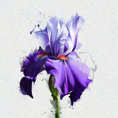 watercolor collection of irises