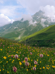 Fototapeta na wymiar Flowers in the Caucasus mountains