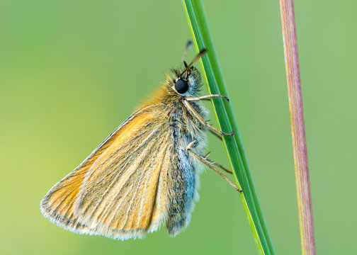 Essex skipper (Thymelicus lineola) at rest on grass. Butterfly in the family Hesperiidae, with underside of wings visible