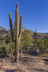 Saguaro Cactus