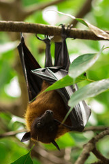 Lyle's flying fox