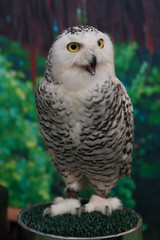 big owl