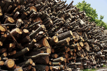the chopped firewood
