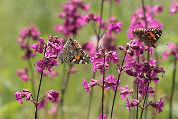 purple flowers blossoming with butterflies