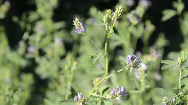 იონჯა குதிரை மசால் అల్ఫాల్ఫా ถั่วอัลฟัลฟา Medicago sativa Lucerna siewna Alfalfa 자주개자리 Erba Jonxh&euml; medica Takarm&aacute;nylucerna Luzerne  Lucerne Lucernă Люцерна посевная  برسيم حجازي Yonca 紫花苜蓿 ムラサキウマゴヤシ 
