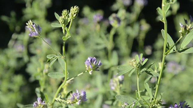 იონჯა குதிரை மசால் అల్ఫాల్ఫా ถั่วอัลฟัลฟา Medicago sativa Lucerna siewna Alfalfa 자주개자리 Erba Jonxh&euml; medica Takarm&aacute;nylucerna Luzerne Lucerne Lucernă Люцерна посевная  برسيم حجازي  紫花苜蓿 Bl&aring;lusern Առվույտ