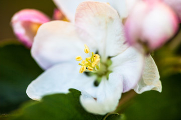 Close up of the pear tree flowers