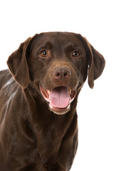 Fototapeta premium Labrador